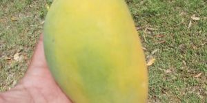 Fresh Mango
