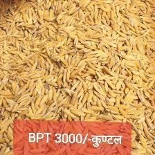 BPT Rice