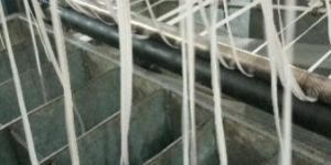 Elastics