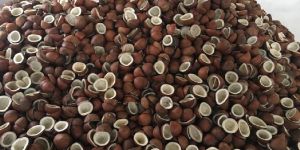 Coconut Copra
