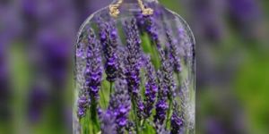7 Different Essential Oils for Healthy Hair