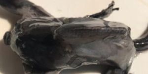 Kadaknath Processed Meat