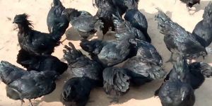 Kadaknath Chicks