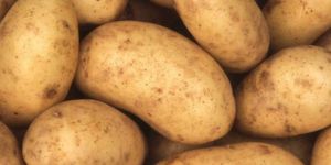 Fresh Potato