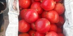 Pomegranate