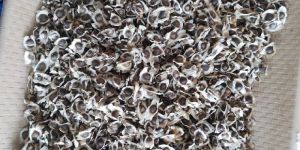 Moringa Oleifera Seeds