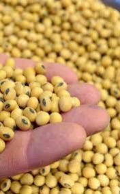 Soybean Seeds