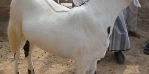 Sojat Goat