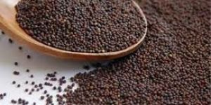 Brown Mustard Seeds