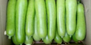 Fresh Bottle Gourd