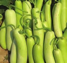 F1 Bottlegourd Seeds