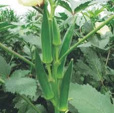 F1 Okra Varieties Seeds