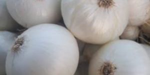 Onion White Seeds