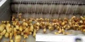 Ginger Cleaning Machine