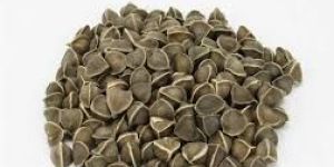 Moringa Seeds