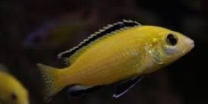 Yellow Cichlid Fish