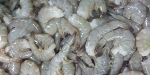 Vannamei Shrimp Hoso