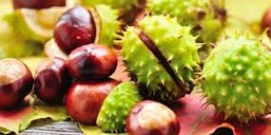 Horse Chestnut Extract