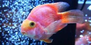 Ornamental Fish