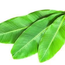 Banana Leaves