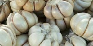 Organic Fresh Garlic