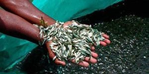 Common Carp Fish Seeds