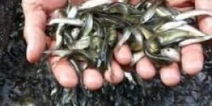 Grass Carp Fish Seeds