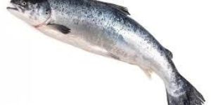 Salmon Fish