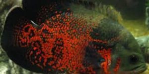 Copper Red Oscar Aquarium Fish