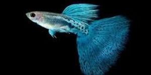 Guppies Fish