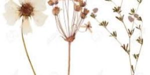 Dry Flowers