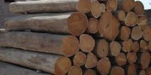 Teak Wood Logs