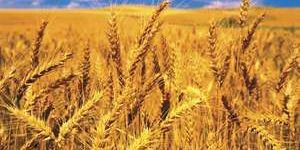 Wheat