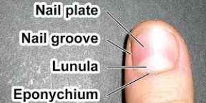 Nail Plate