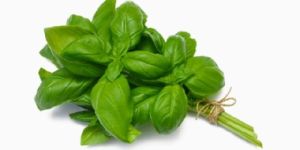 Fresh Basil Leaves