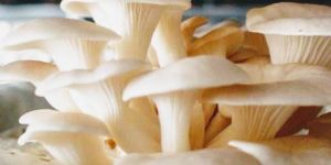 Oyster Mushroom