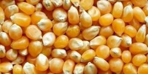 Yellow Maize