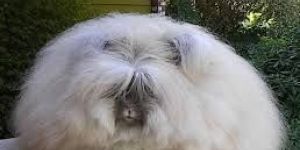 ANGORA RABBIT WOOL YARN