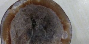 DRY COCONUT HALF CUT