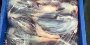 Halal Frozen Buffalo Shin Shank Meat