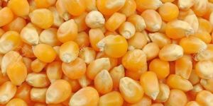 Natural Maize Seeds