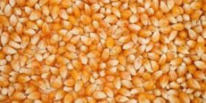 Organic Maize Seeds