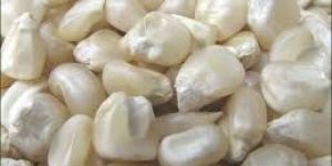 White Maize Seeds