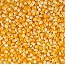 Yellow Maize Seeds