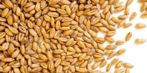 Natural Wheat Seeds