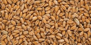 Whole Wheat Seeds