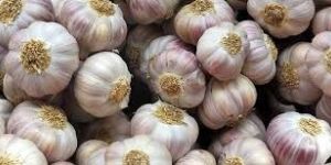 Fresh White Garlic