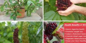 Black Mulberry Plant