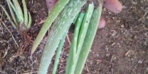 Aloc Vera Baby Plant