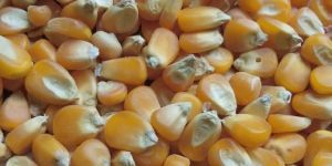 Maize Seeds